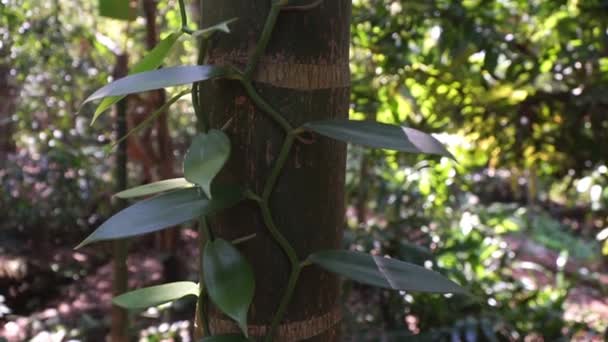 Waniliowa roślina na plantacji przypraw. Wanilia rośnie w naturze — Wideo stockowe