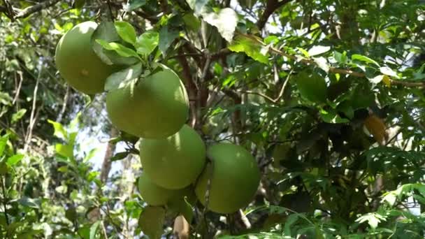 Pomelo en el árbol. Fruto de pomelo verde crece en un árbol — Vídeos de Stock