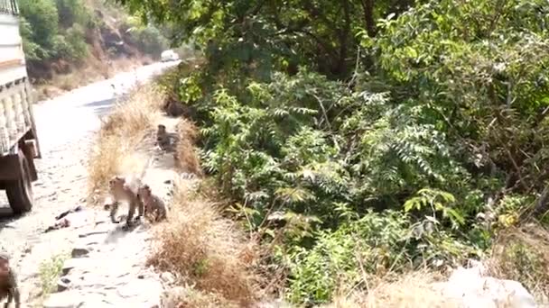 Monkeys in Asia beside the road beg for food — Stock Video