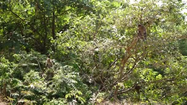 Обезьяна сидит на ветвях деревьев в лесу — стоковое видео