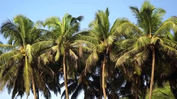 Тропічні кокосові пальми на тлі блакитного неба. Високі зелені пальми — стокове відео