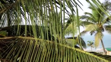 Denizin arka planında hindistan cevizi ağaçları. Tropik bir tatil köyü için güzel bir arkaplan