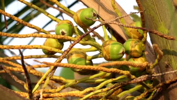 Unga gröna omogna kokosnötter växer på en palm — Stockvideo