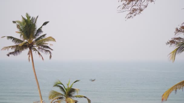 Drzewo kokosowe na tle morza. Piękne tropikalne tło morskie — Wideo stockowe