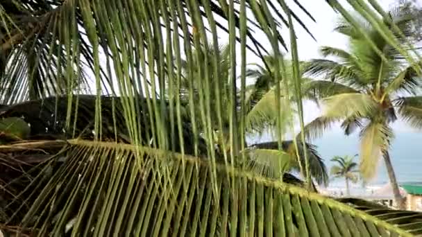Alberi di cocco sullo sfondo del mare. Bellissimo sfondo per un resort tropicale — Video Stock