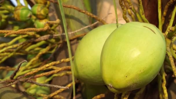 Los grandes cocos verdes crecen en una palmera, de cerca — Vídeo de stock