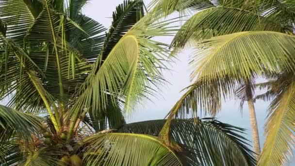 Красивый тропический морской фон. Кокосовое дерево на фоне моря — стоковое видео
