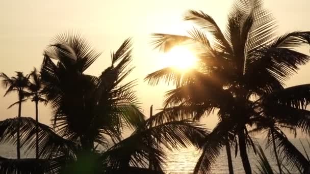 Black silhouettes of palm trees on a background of sea and sunset — Stock Video