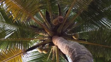 Yeşil dallı ve hindistan cevizi ağacından. Güzel tropikal doğal arka plan