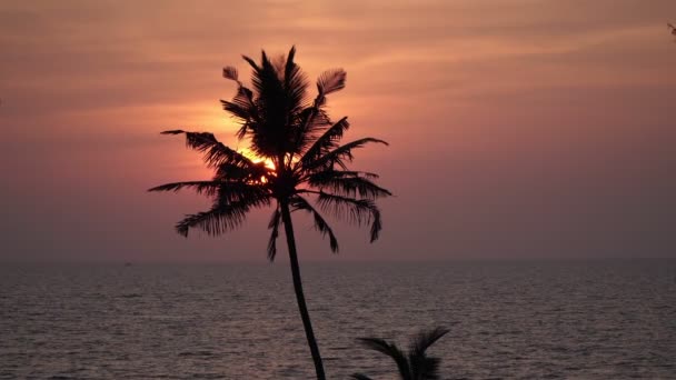 Прекрасний захід сонця над морем. Силует єдиної пальми, вечірнє червоне небо і хмари — стокове відео