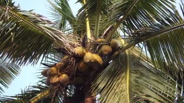 Olgun hindistan cevizleri bir palmiye ağacına asılı. Hindistan cevizi ağacı yakın plan. — Stok video