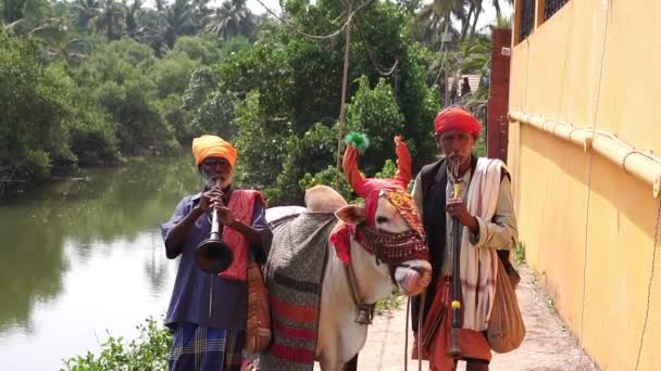 Arambol, Hindistan - Ocak 2020. Hintli erkek müzisyenler boğayla. — Stok video