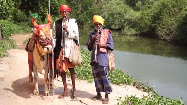 Arambol, Indien - januari 2020. Traditionella indiska promenadmusiker med en tjur. — Stockvideo