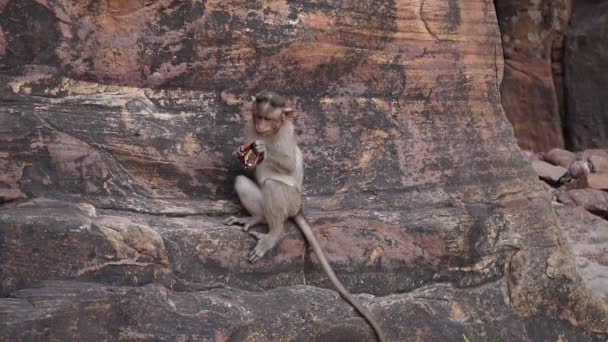 El mono come envases de basura. El animal come desechos humanos, plástico, basura . — Vídeo de stock