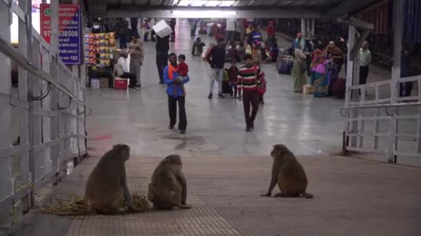 Agra, Indien, februari 2020. Vilda apor på en järnvägsstation i Asien. — Stockvideo