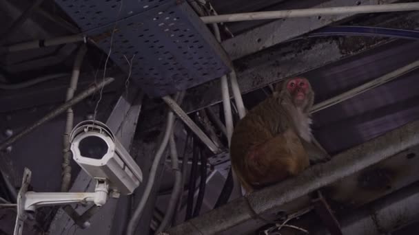 Opice sedí pod střechou vedle bezpečnostní kamery na vlakovém nádraží v Indii. — Stock video