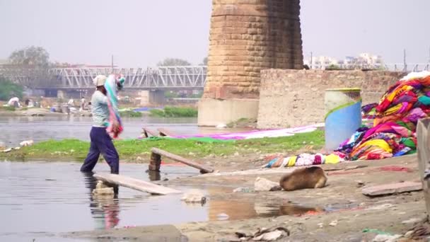 Agra, Hindistan, Şubat 2020. Bir adam çamaşırlarını yıkıyor ve Hindistan 'da bir nehir çamaşırhanesinde ona vuruyor.. — Stok video
