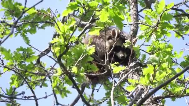 Le raton laveur est assis sur un arbre dans la nature. Un jeune raton laveur sauvage est assis sur une branche d'arbre — Video