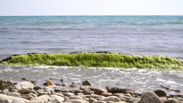 Morska skalista plaża. Spokojne morze i fale, skalisty brzeg i duży głaz. Środowisko morskie. — Wideo stockowe