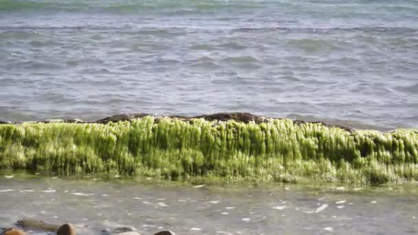 Praia rochosa do mar sem pessoas. Pedra grande coberta por algas no mar — Vídeo de Stock