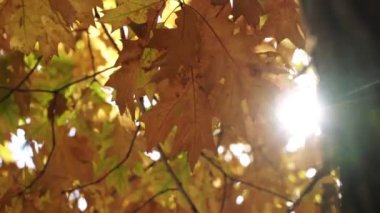 Sarı sonbahar yapraklarının arka planında güneş ışıldar ve ışıldar. Güzel sonbahar arkaplanı