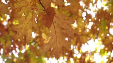 Güzel bir sonbahar arkaplanı. Sıcak altın sonbahar. Sarı yapraklar ve güneş ışınları