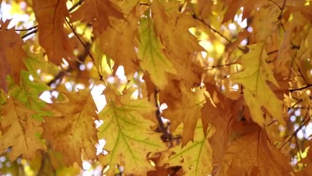 Latar belakang musim gugur yang indah. Daun musim gugur kuning pada cabang maple — Stok Video
