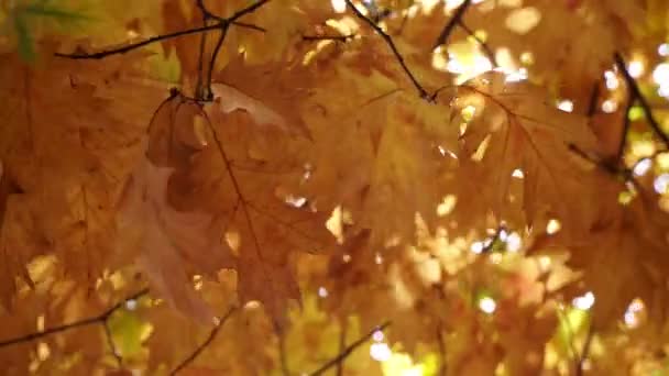 Autunno dorato caldo. Foglie gialle e raggi di sole. Bellissimo sfondo autunno — Video Stock