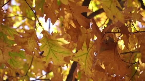 Yellow maple leaves move from the wind on the branches. Beautiful autumn background — Stock Video