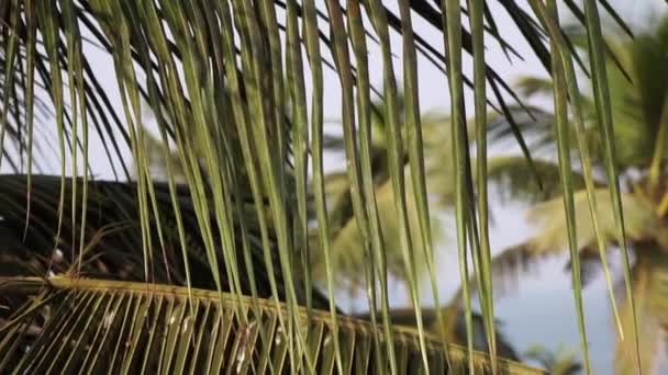 Foglie di palma verde, primo piano. ramo di palma, bellissimo sfondo tropicale — Video Stock