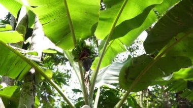 Doğada muz palmiyesi. Muzlar yağmur ormanlarında palmiye ağaçlarında yetişir.