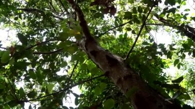 Tarçın ağacı gövdesi, yapraklar ve taç. Doğada büyük bir tarçın ağacı yetişiyor.