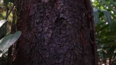 Tarçın ağacı gövdesi, yakın plan. Tarçın ağacı kabuğu doğal koşullarda yetişir.