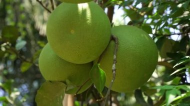 Ağaçta yetişen taze yeşil çiçek. Ağaçtaki egzotik meyveler