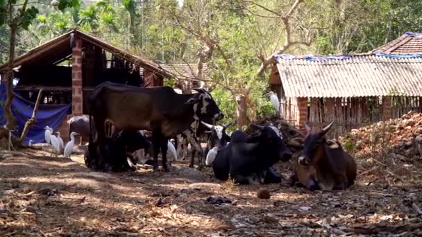 Indiase Aziatische boerderij in het dorp. Veehouderij, koeien op een boerderij in India — Stockvideo