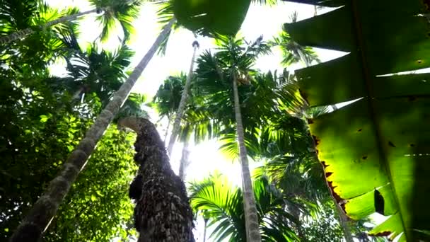 Palmeiras, céu, floresta tropical verde num dia ensolarado. Selva, árvores tropicais, fundo bonito — Vídeo de Stock