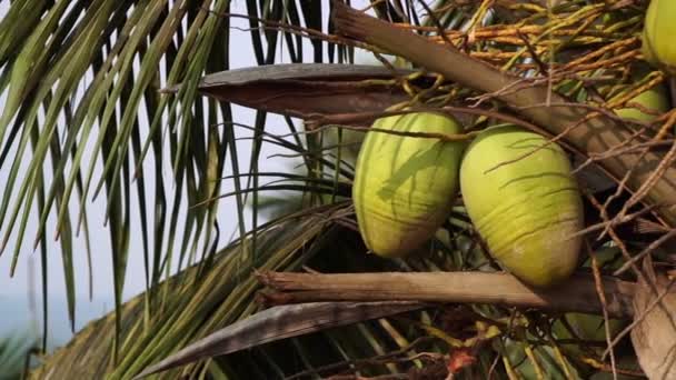 A fiatal, friss, zöld kókuszdió pálmafán nő. Trópusi pálmafa kókuszdióval — Stock videók