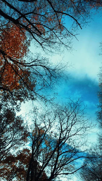 Schöne Natur Hintergrund Äste Und Himmel Von Unten Senkrecht — Stockfoto