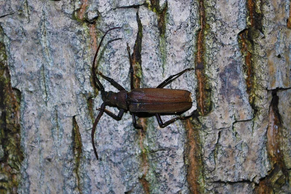 Close Brown Bug Forest Tree — Stock Photo, Image