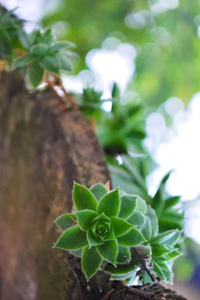 Pequena Planta Tectorum Sempervivum Verde Perto — Fotografia de Stock