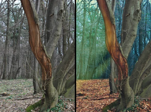 Fotoğraf manipülasyon önce ve sonra rötuş etkileri 