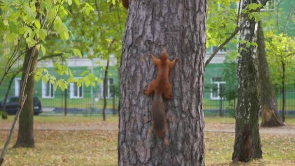 Divertido ardilla jugando en un árbol en el parque — Vídeo de stock