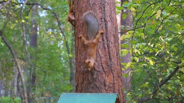 Lustiges Eichhörnchen spielt in einem Baum im Park — Stockvideo