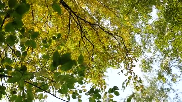 Az őszi fák sárgás áttekintése — Stock videók