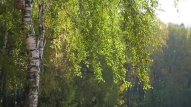 sonbahar ormandaki güzel huş ağacı