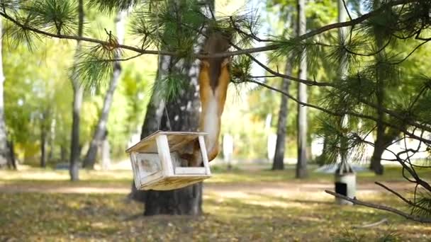 Σκίουρος τρώει ξηρούς καρπούς από τροφοδότες πουλιών — Αρχείο Βίντεο