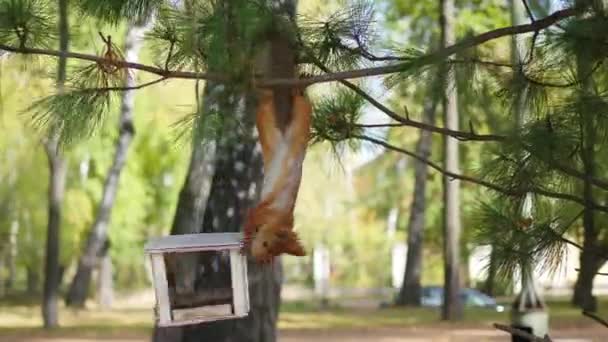 Ardilla comiendo frutos secos de comederos de aves — Vídeo de stock