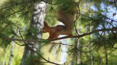 Sincap Park şubesinden atlama
