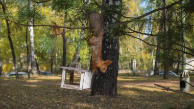 Sincap fındık kuş besleyiciler üzerinden yemek