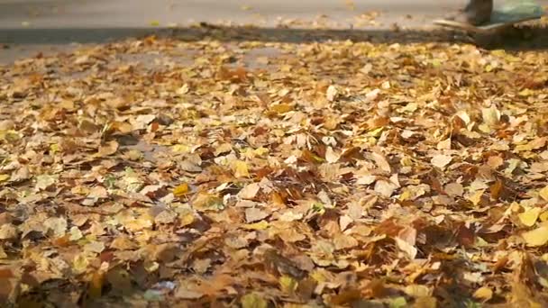 Adolescente monta un monopatín a través de hojas caídas de otoño en el parque — Vídeo de stock